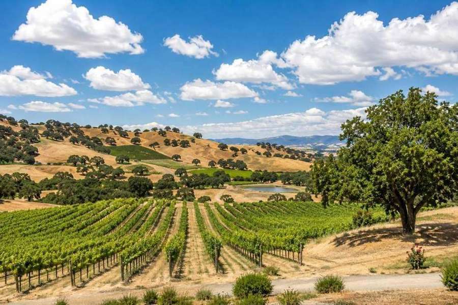 Paso Robles wine tours